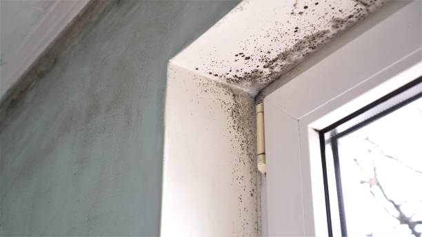 Best Attic Mold Remediation in Ada, MN