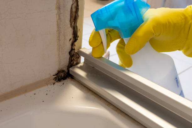 Best Bathroom Mold Remediation in Ada, MN