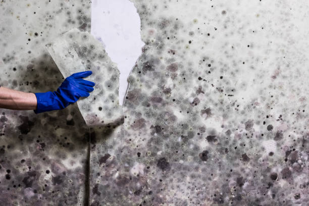 Best Bathroom Mold Remediation in Ada, MN